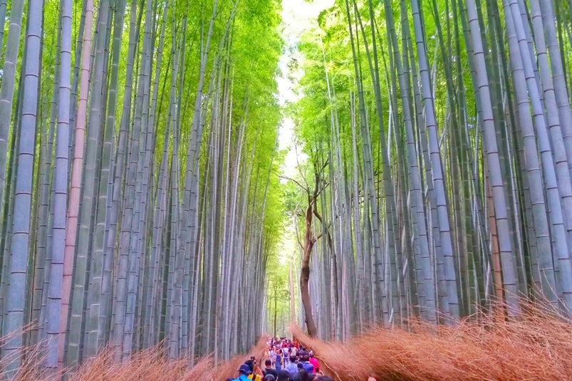 Worst time to visit Japan. Peak tourist season. Backpacking Japan travel blog
