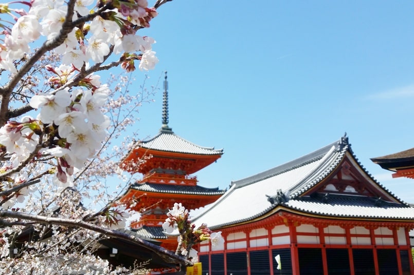 Best cherry blossom spots in Kyoto - Kiyomizu-dera temple cherry blossom. Backpacking Kyoto Japan